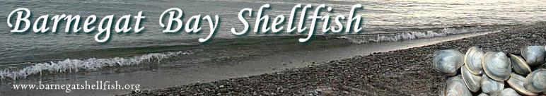 BarnegatShellfish.org